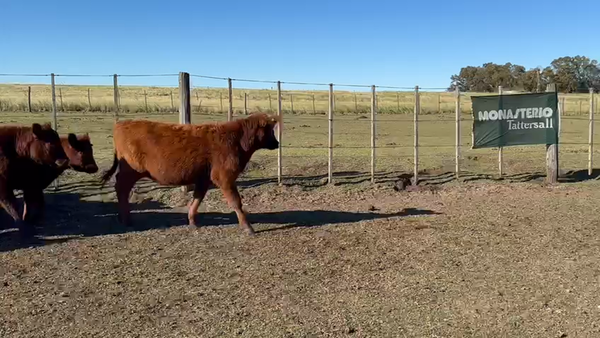 Lote 60 Terneras EN TRES ARROYOS