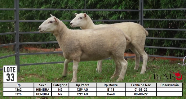 Lote LOTE 33
