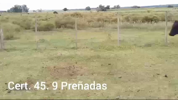 Lote VACAS PREÑADAS