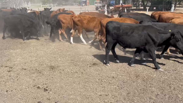 Lote 60 Novillitos en Villaguay, Entre Ríos