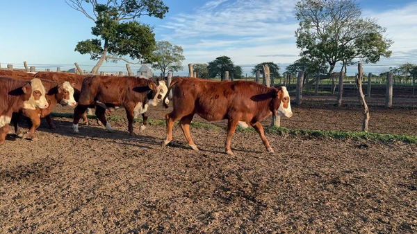 Lote 70 Terneros