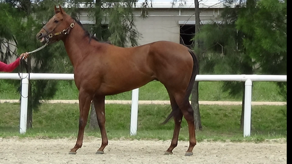Lote BALA DE PRATA