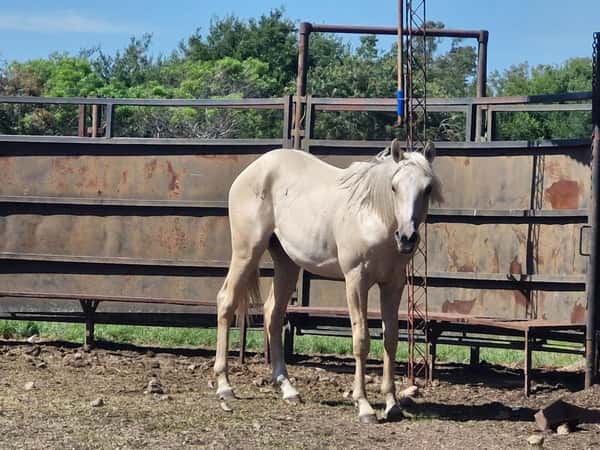 Lote Potranco Bayo - Sin papeles