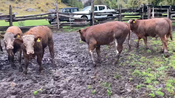 Lote 15 Ternero en Aysén, XI Región Aysén