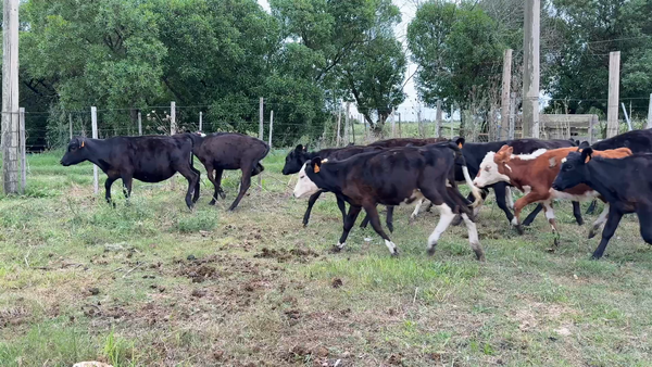 Lote TERNERAS