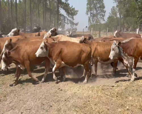 Lote 35 Vacas de invernar en Virasoro, Corrientes