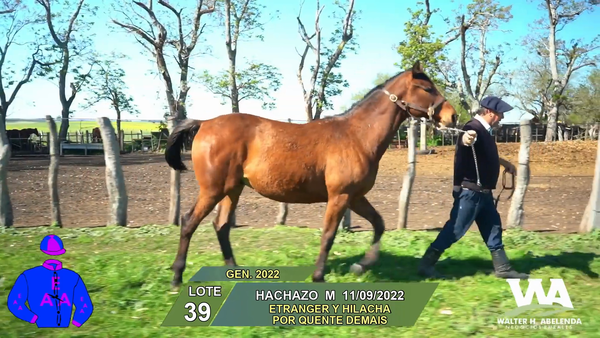 Lote HACHAZO