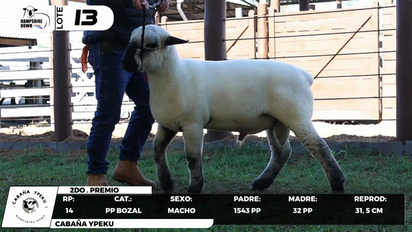 Lote LOTE 13- BOZAL