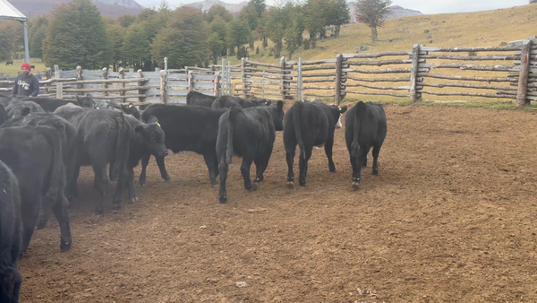 Lote 65 Ternera en Coyhaique, XI Región Aysén