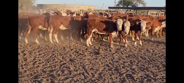Lote 60 Vaquillonas en Villaguay, Entre Ríos