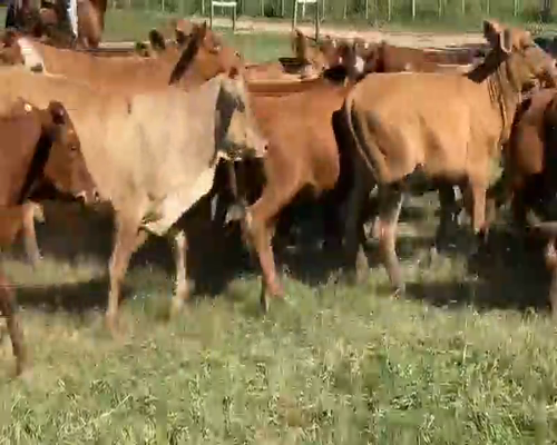 Lote 100 Terneras en El Colorado, Formosa