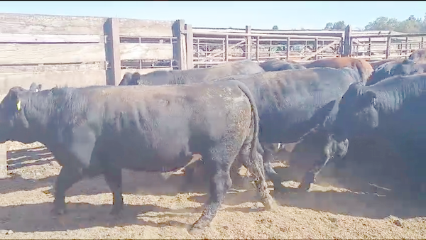 Lote 20 Novillo Gordo en Los Ángeles, VIII Región Biobío