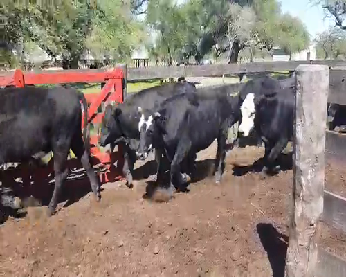 Lote 100 Novillos en Sauce, Corrientes