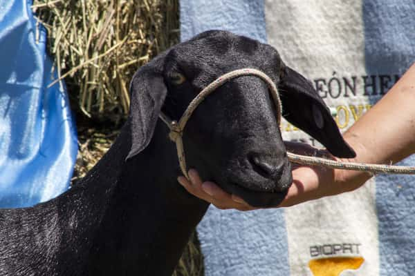 Lote SANTA INES P.P.