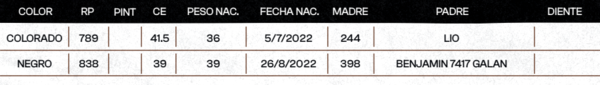 Lote "TRES MOLINOS" TOROS  P.C.