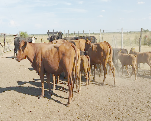 Lote 12 Vacas nuevas C/ cria en Providencia, Santa Fe