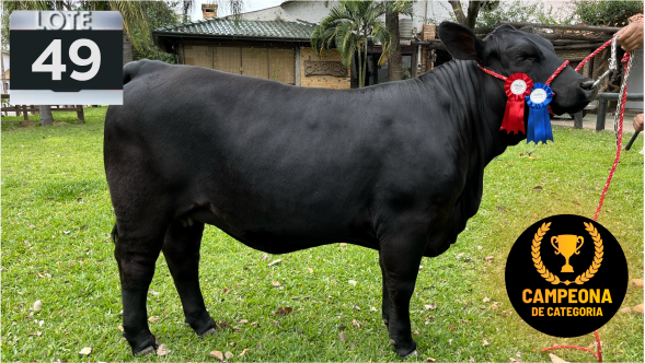 Lote LOTE 49