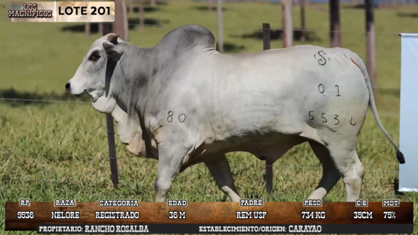 Lote LOTE 201 - EN VIVO