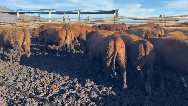 Lote 22 Vaquilla Gorda en Mostazal, VI Región O'Higgins