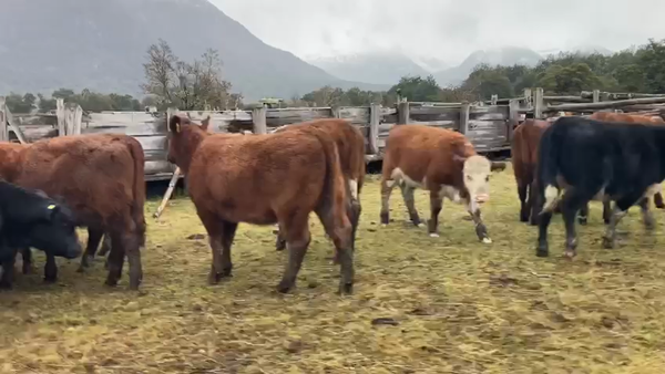 Lote 28 Ternera en Cochrane, XI Región Aysén