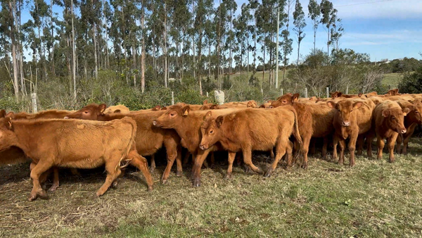 Lote 80 Vaquillonas 1 a 2 años en Garzón, Maldonado