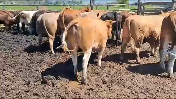 Lote 20 Novillo Gordo en Melipilla, Región Metropolitana