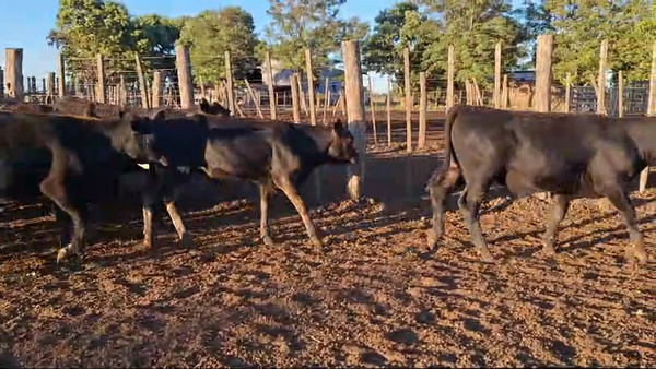 Lote 50 TERNEROS