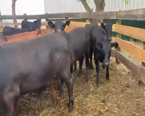 Lote 30 Vaquilla Engorda en Chillán, XVI Región Ñuble