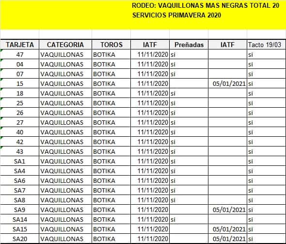 Lote Vaquillonas , Madres Angus Seleccionadas, Preñadas en Olavarria, PBA.-