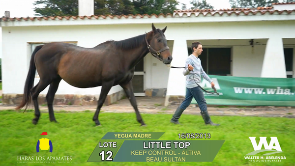Lote LITTLE TOP