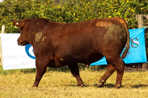 Lote CABAÑA COEMBOTÁ: RP 242