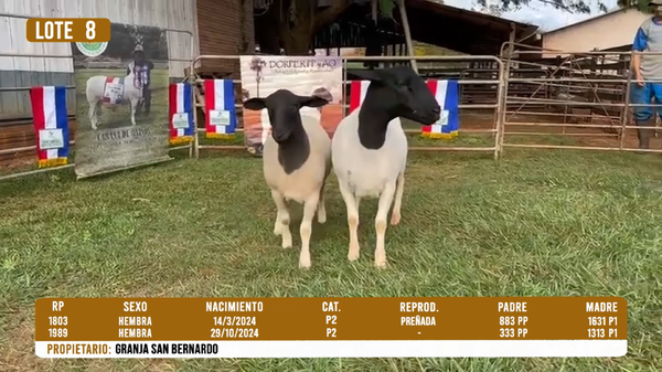 Lote LOTE 8