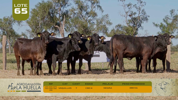 Lote LOTE 65