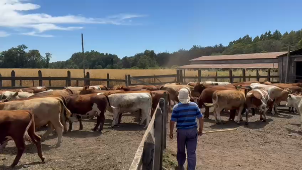 Lote 45 Novillo Engorda en Vilcún, IX Región Araucanía