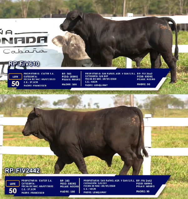 Lote LOTE 50 - DUO