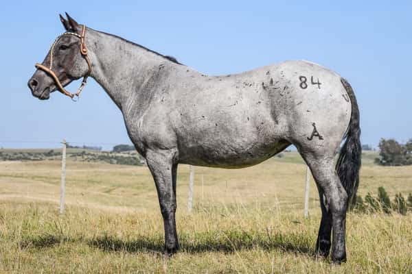 Lote MANGRULLO FUSTA