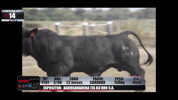 Lote Brangus a Campo Expo 2022 - Lote 14