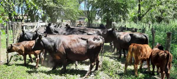 Lote 24 Vacas en Gral. Lamadrid, Buenos Aires