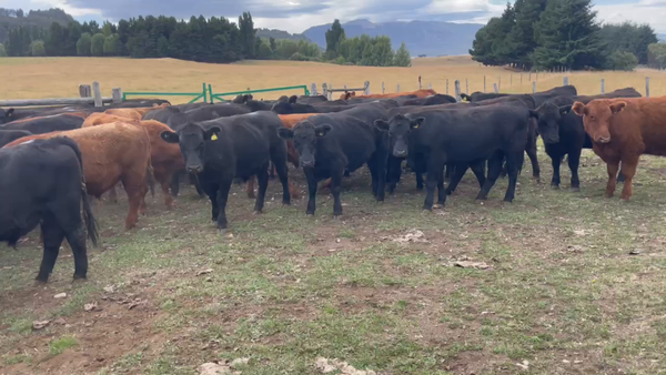 Lote 52 Novillo Engorda en Coyhaique, XI Región Aysén