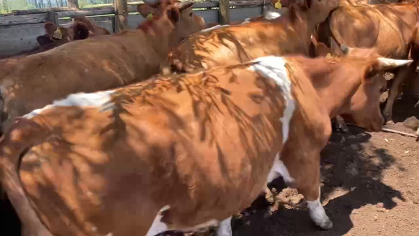 Lote 20 Novillo Engorda en María Pinto, Región Metropolitana