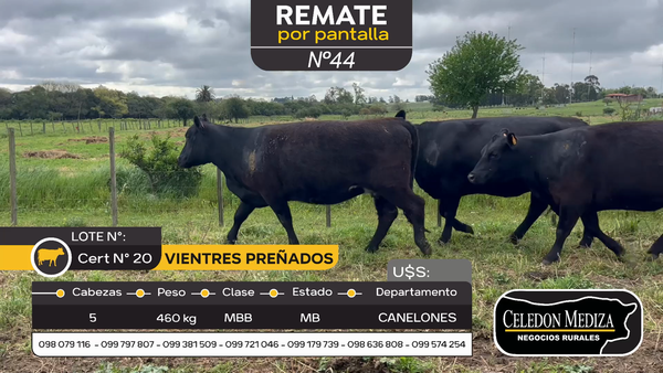 Lote 5 Vientres Preñados en Otra Localidad, Canelones