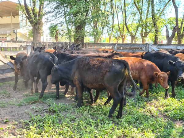 Lote 36 Novillitos en Gral. Lamadrid, Buenos Aires