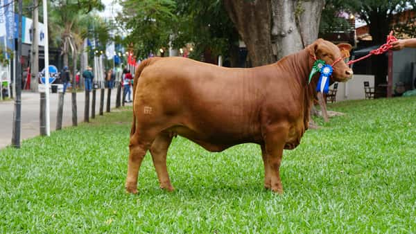 Lote Brangus a Bozal Expo 2022 RP 711- Lote 13