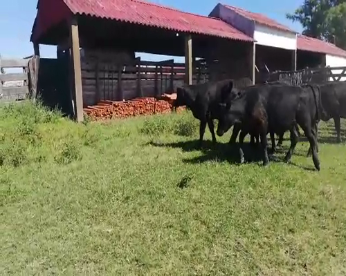 Lote 70 Terneros en Federal, Entre Ríos