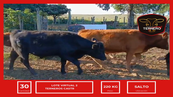 Lote Lote Virtual 2