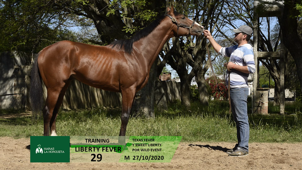 Lote LIBERTY FEVER