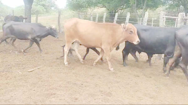 Lote 34 Vacas nuevas C/ cria en Quimilí, Santiago del Estero