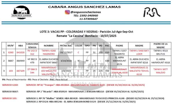 Lote VACAS PP
