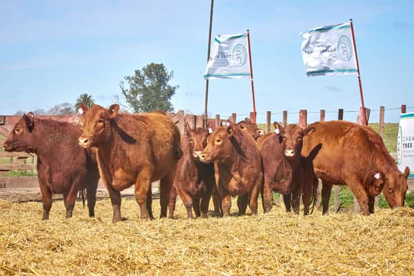 Lote "TRES MOLINOS" Vaquillas MAS con Servicio