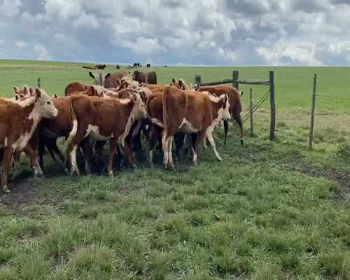 Lote 13 Vaquillonas en Paysandú